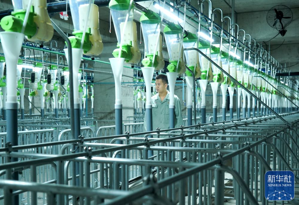 現代化養豬場內的自動投餵系統。新華社