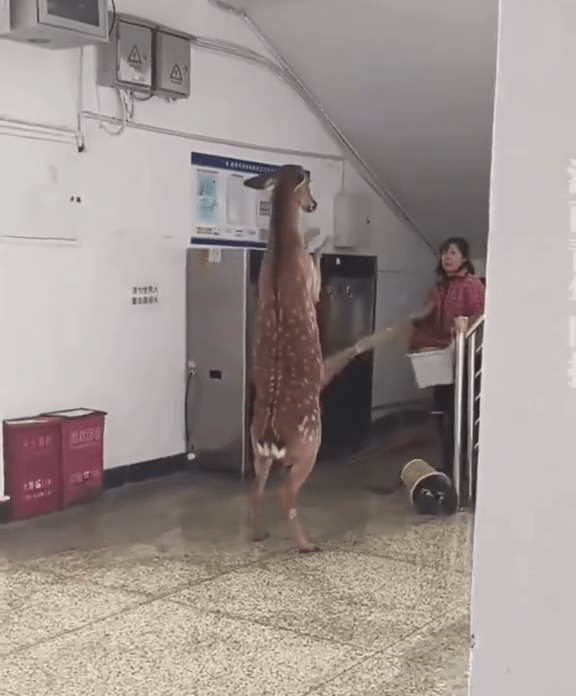 宿管阿姨掃把驅趕,惡鹿雙腳站「還拖」。 宿管阿姨掃把驅趕,惡鹿雙腳站「還拖」。