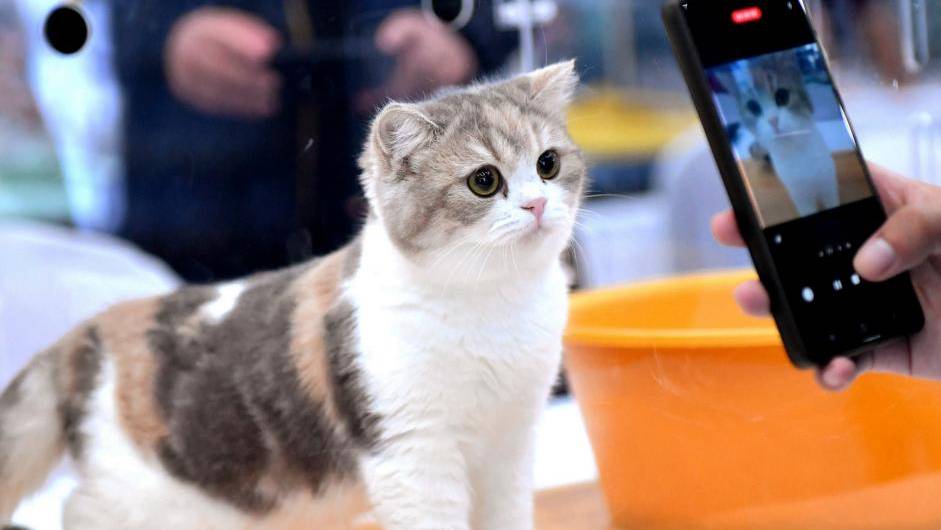 貓咪個性總是讓人捉摸不定。 新華社