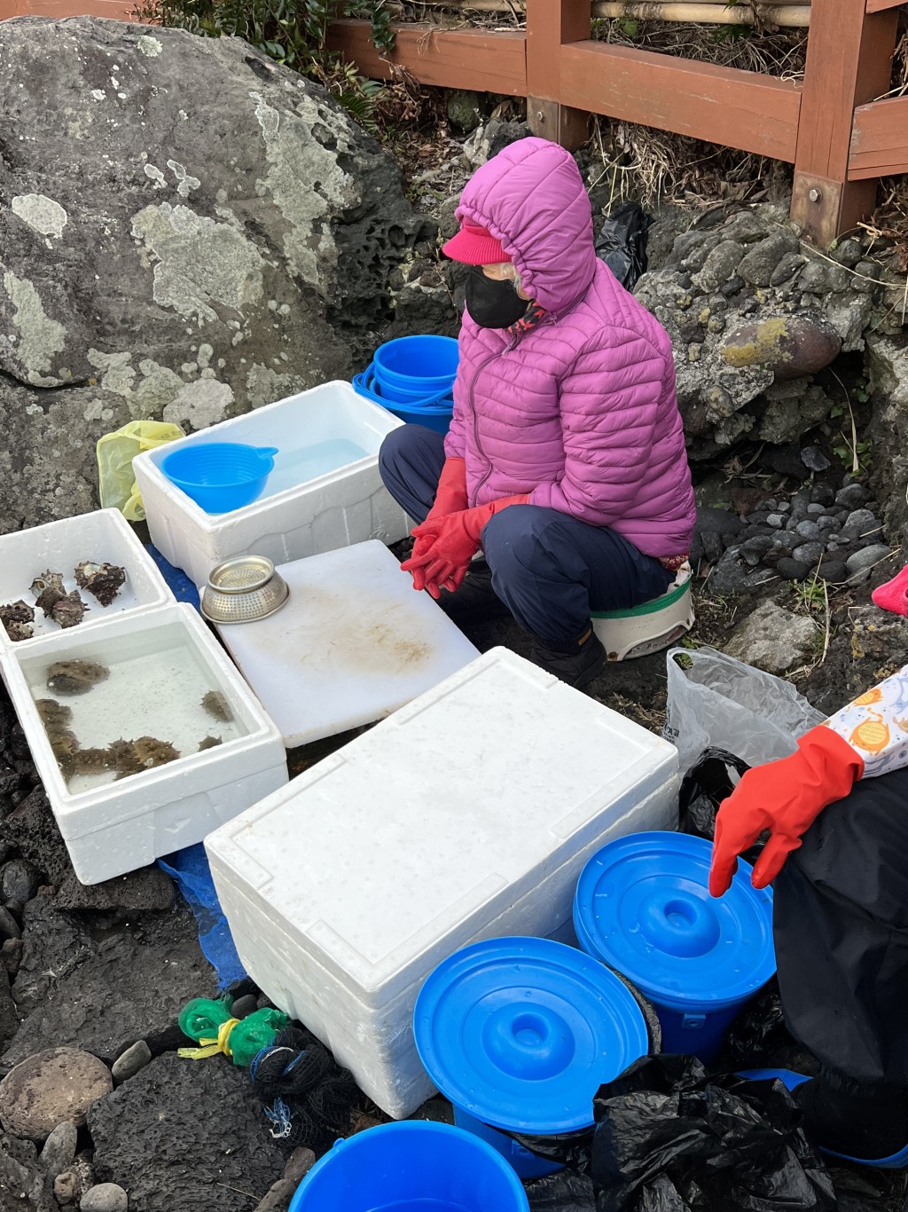 「龍頭巖」的岸邊有不畏寒冬的海女捕撈漁獲，可以親自挑選剛打撈上來的螺肉。