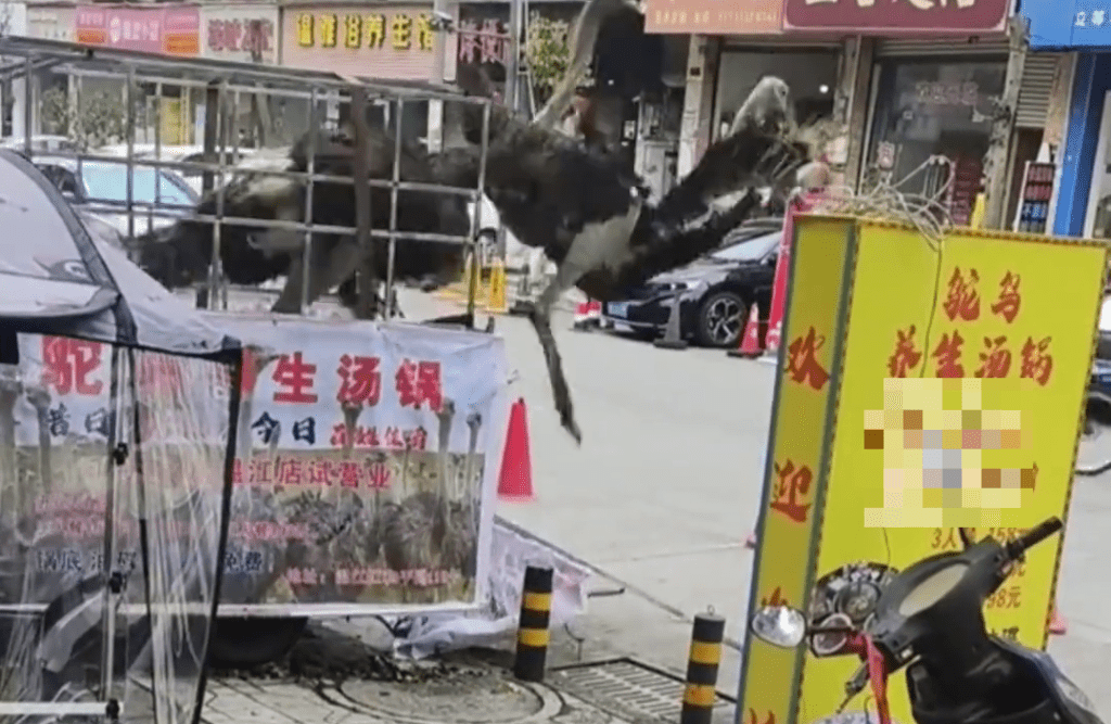 鴕鳥 「越獄」過程被拍了下來。 鴕鳥 「越獄」過程被拍了下來。