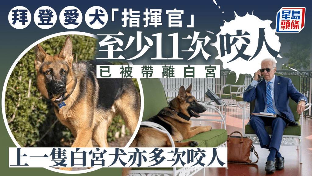 拜登愛犬「指揮官」因多次咬人,已被帶離白宮。美聯社