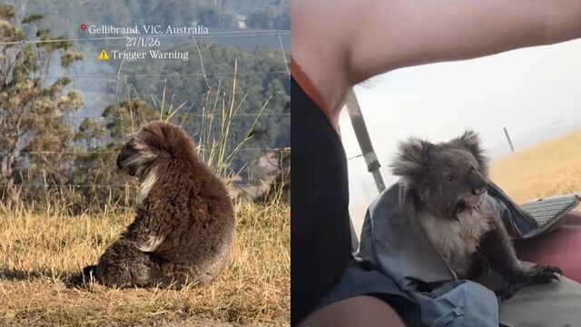 被山火嚇呆的樹熊獲救。 fb / Karlee Smith