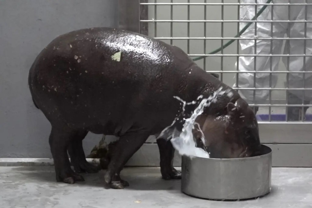 侏儒河馬「Thabo」去年11月由新加坡運到台灣。台北動物園