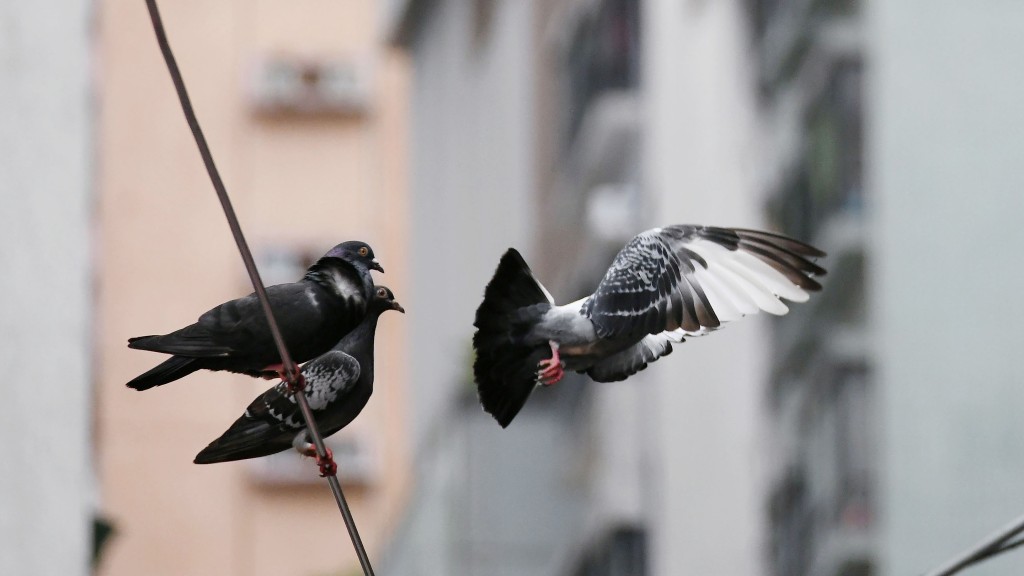 深水埗一名男子被控虐待動物罪稍後提堂。