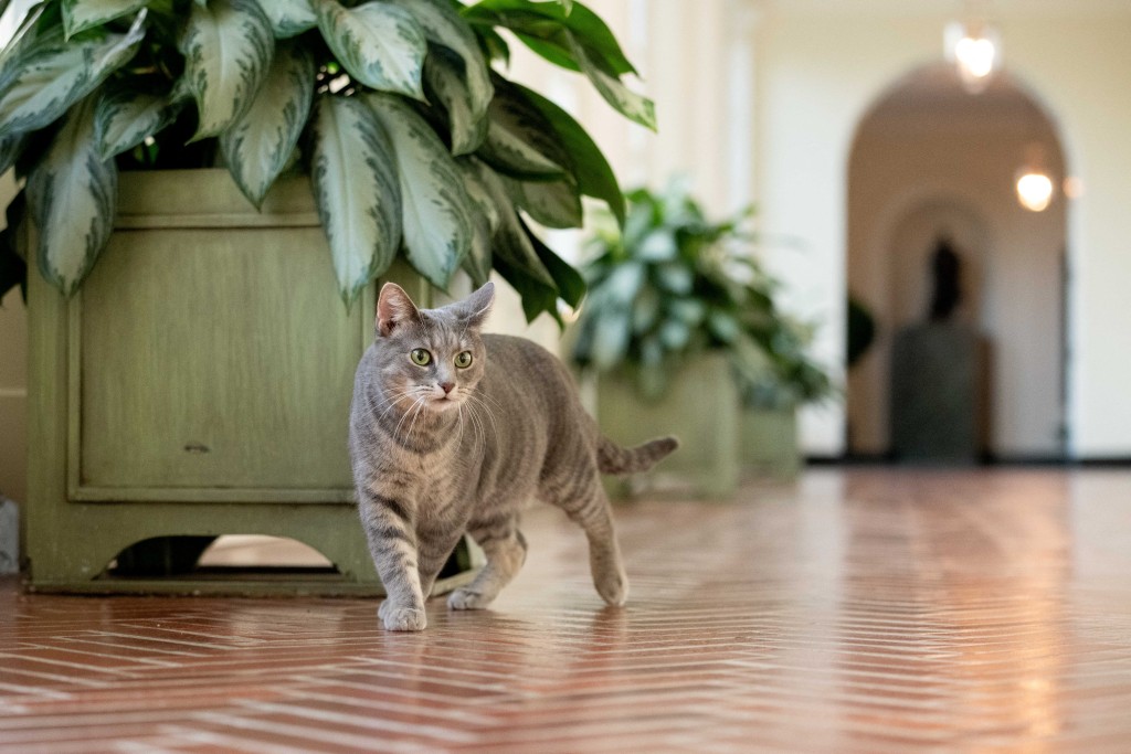 生活在白宫的“美国第一猫”威罗。　路透社