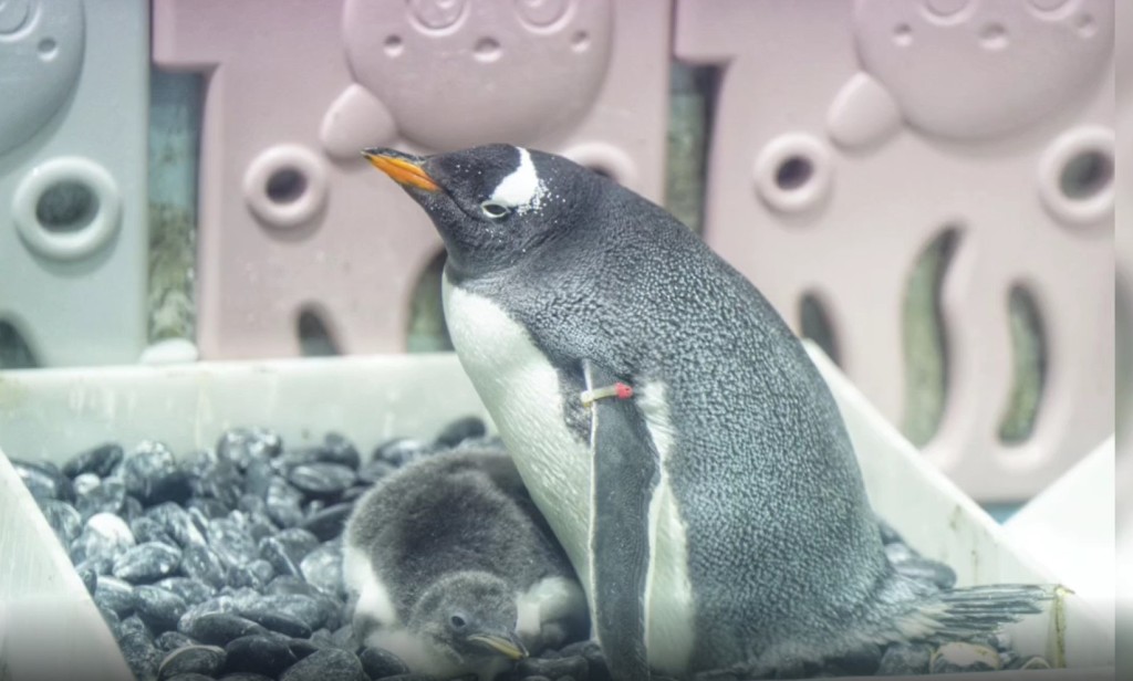 企鵝BB在企鵝生活園區內獲悉心照顧。網圖