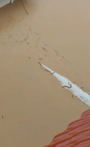 網傳影片可見,洪水中驚現蛇群。 網傳影片可見,洪水中驚現蛇群。