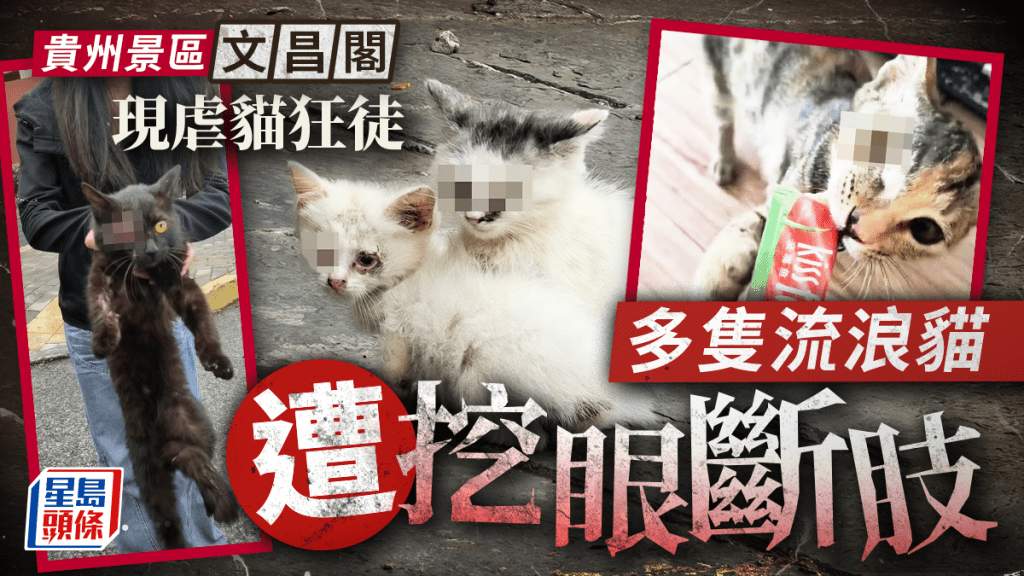 虐貓狂徒出沒|貴州景點多隻流浪貓被挖眼斷肢 網紅貓慘遭毒手