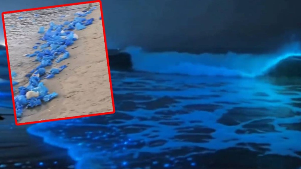 遊客湧福建平潭看「藍眼淚」後，遺下大量膠鞋套垃圾。