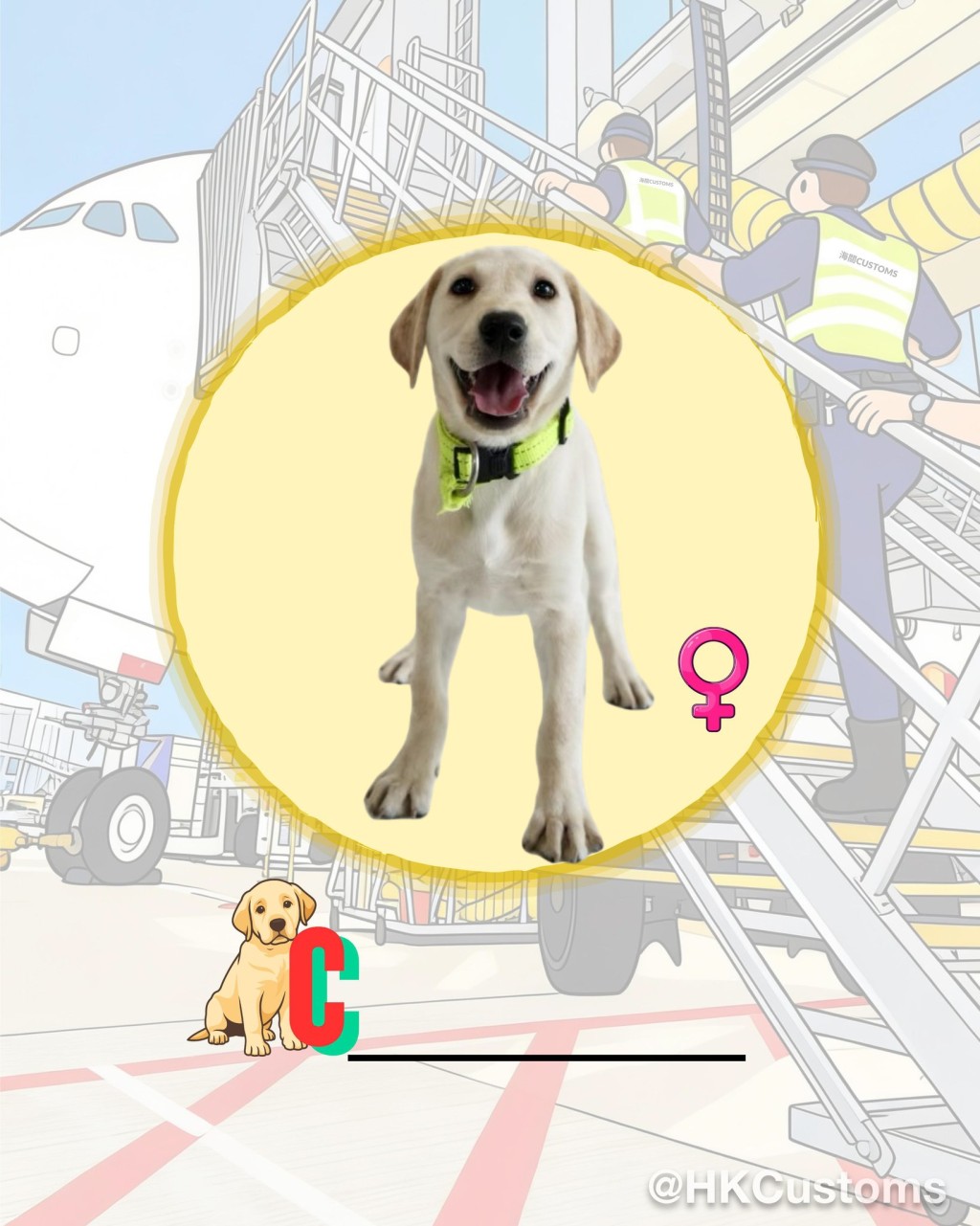 海關舉辦搜查犬BB命名比賽，邀請公眾為9隻拉布拉多尋回犬BB命名。海關facebook圖片