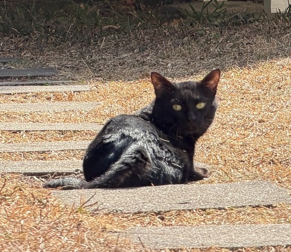 facebook截圖（資料來源：香港天文台 HKO facebook專頁）