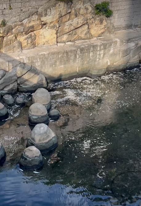 上周啟德河出現大量死魚。fb黃大仙區友(黃大仙，新蒲崗，鑽石山，慈雲山......)影片截圖