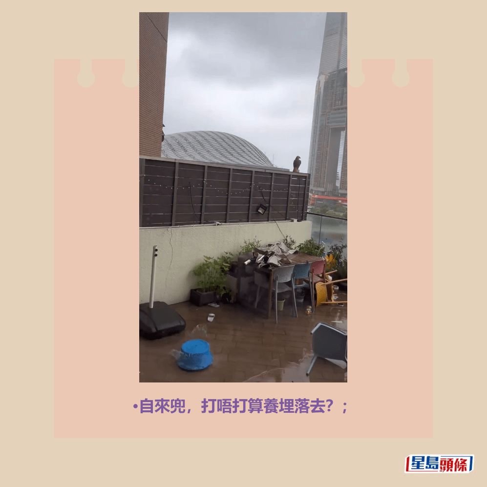 •自來兜，打唔打算養埋落去？；Threads截圖