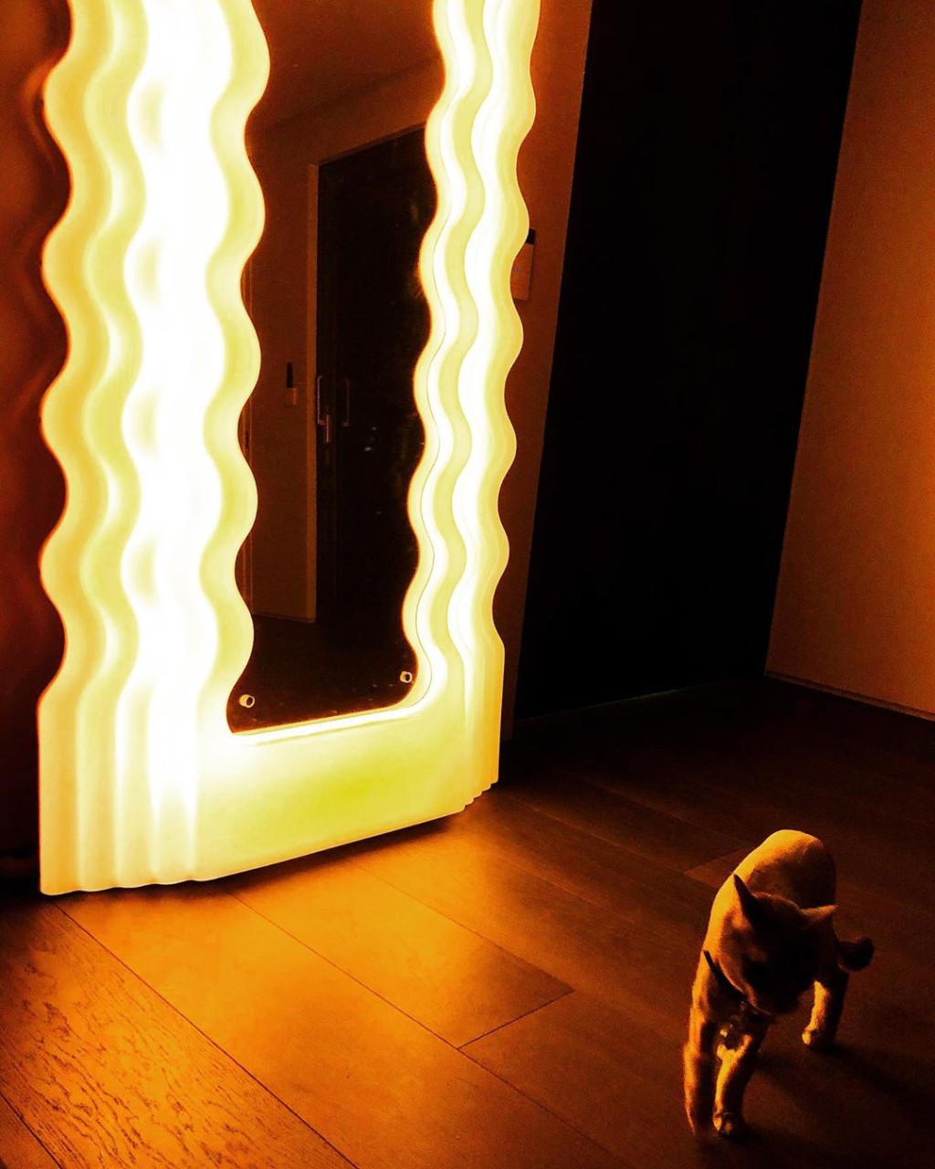 GD原本的貓咪IYE也一齊入住新居。 