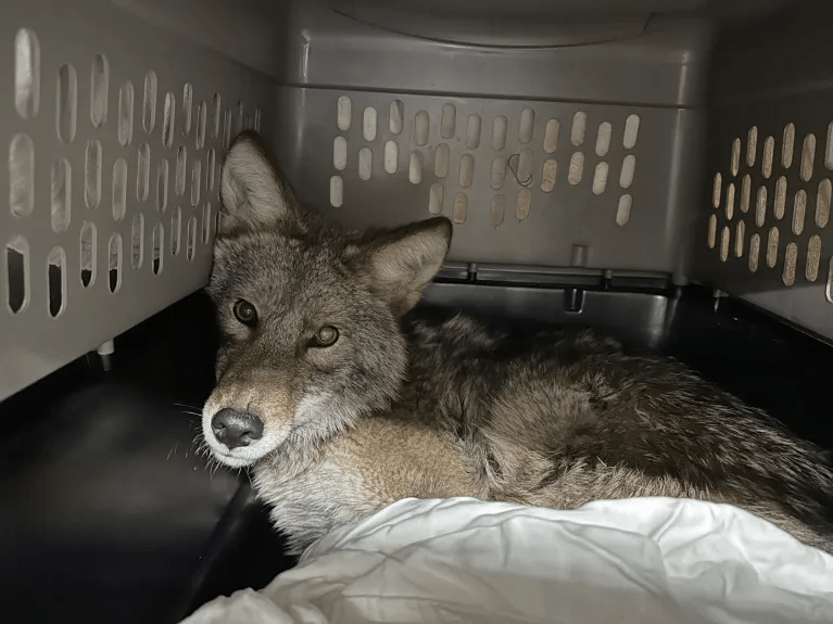 郊狼被當局捕捉。（Chicago Animal Care and Control）