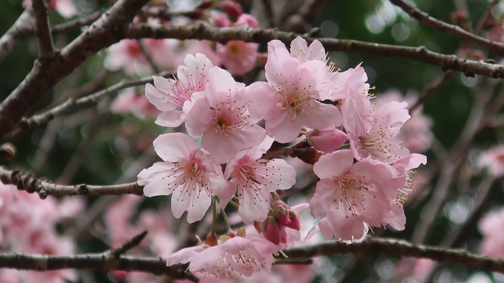 大埔海濱公園種有富士櫻以及墨染櫻兩種櫻花。（康文署）