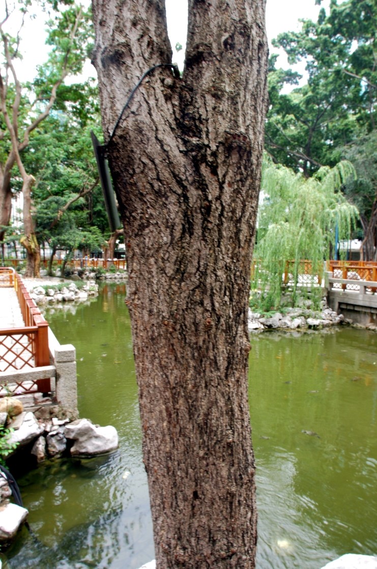 該銀杏樹高度為9米，樹冠約有5米，康文署早於2018年發現該樹木健康情況轉差。古樹名木冊圖片