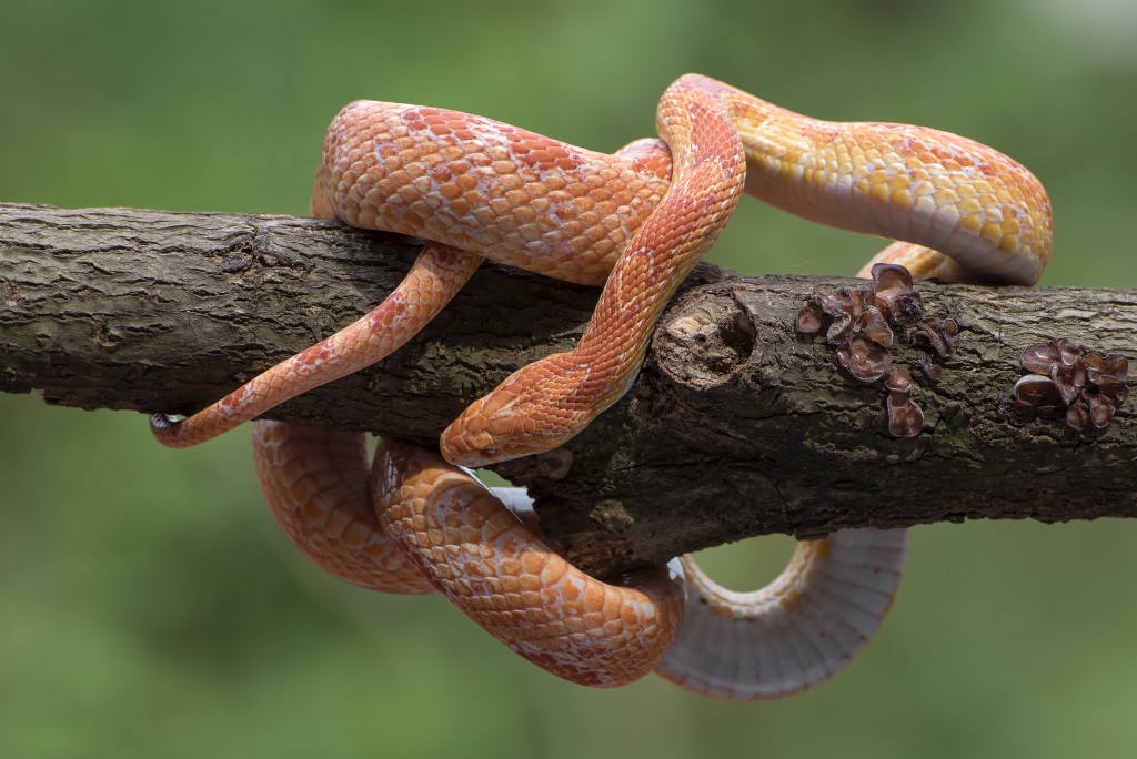 粟米蛇(玉米蛇)性格溫馴，作為寵物飼養非常受歡迎。(iStock圖片)