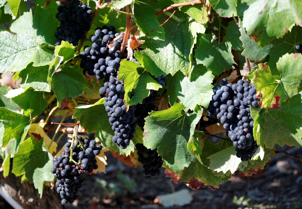  2020年8月，法國貝松傳統香檳酒收穫期間，Brun de Neuville 葡萄園裡的葡萄。路透社