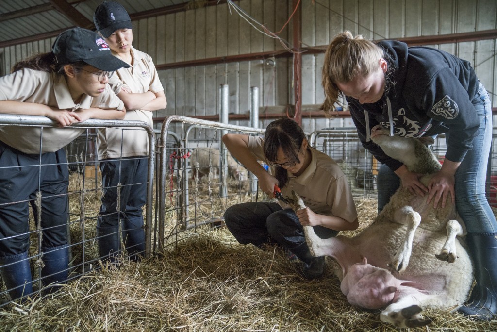 课程提供学生丰富临床实习经验，六年课程涵盖畜牧业校外实习（Animal Husbandry EMS）、临床前校外实习（Pre-clinical EMS）。