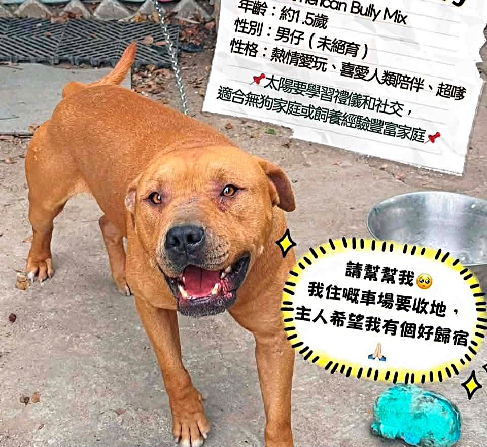 有狗義工替「太陽仔」尋覓好主人。網圖