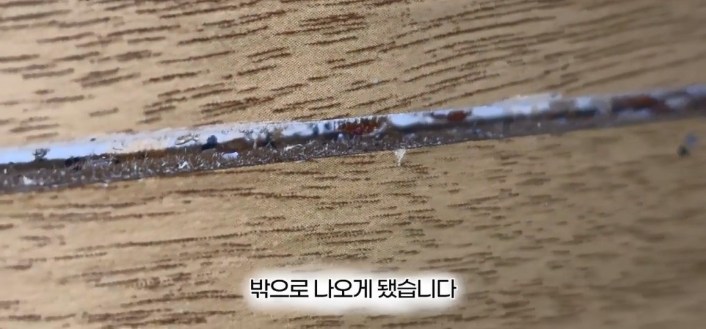 南韩昆虫YouTuber前往釜山一间汗蒸幕，惊见休息区地垫及墙壁缝隙藏有大量床蝨。