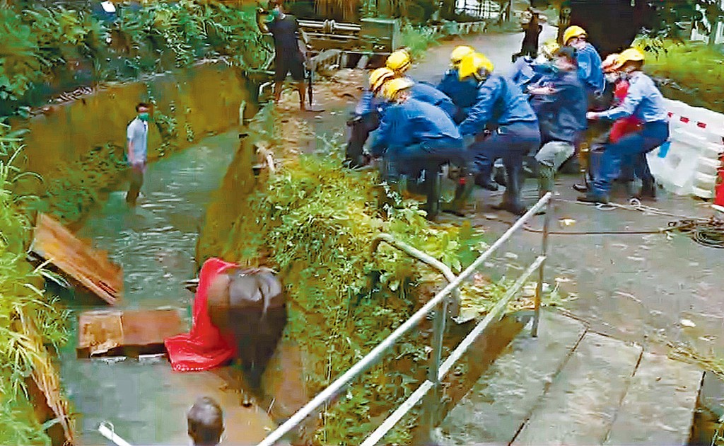 ■拯救人员合力扯大黄牛离开引水道。