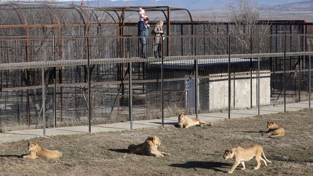 遊客在泰根野生動物園內看獅子。 路透社