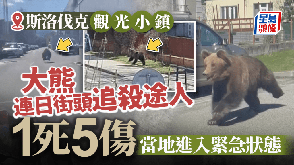 大熊闖旅遊小鎮追殺途人 ,連日施襲致1死5傷。