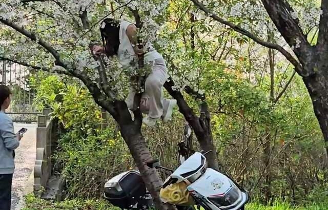 女子爬上樱花树上。大风新闻