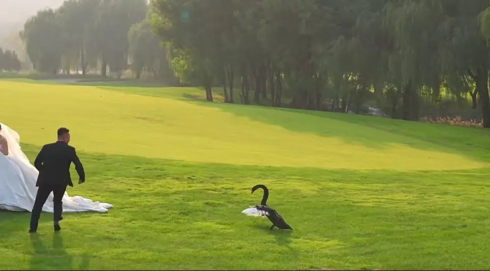 山東新人拍婚紗照,黑天鵝突入「搶新娘」。 山東新人拍婚紗照,黑天鵝突入「搶新娘」。