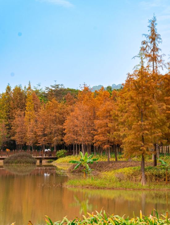 之後變為紅色，營造唯美的冬日景致，詩意十足。（圖片來源：小紅書＠嚴喜live）