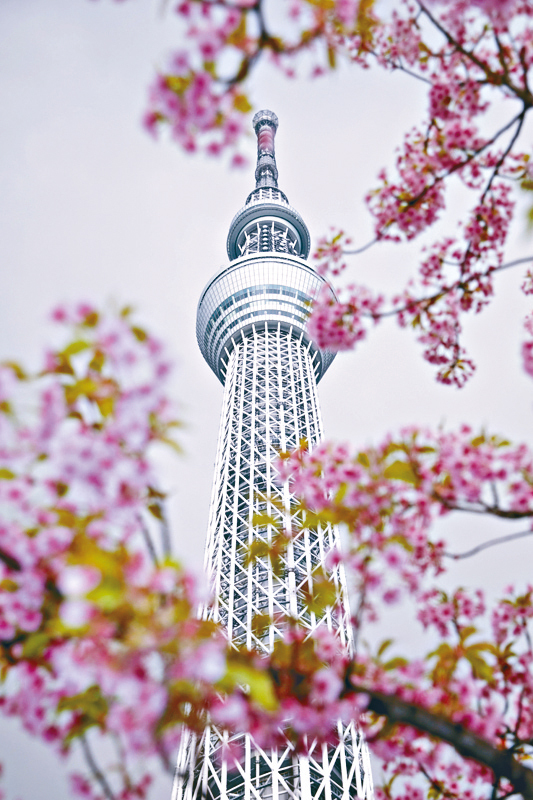 ●东京的樱花，今年料会提早在3月15日开始绽放。