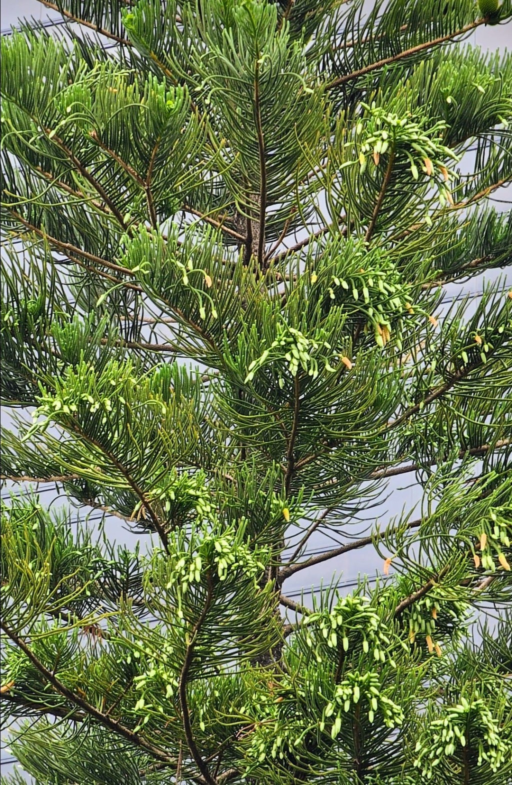 异叶南洋杉为常绿大乔木。网图