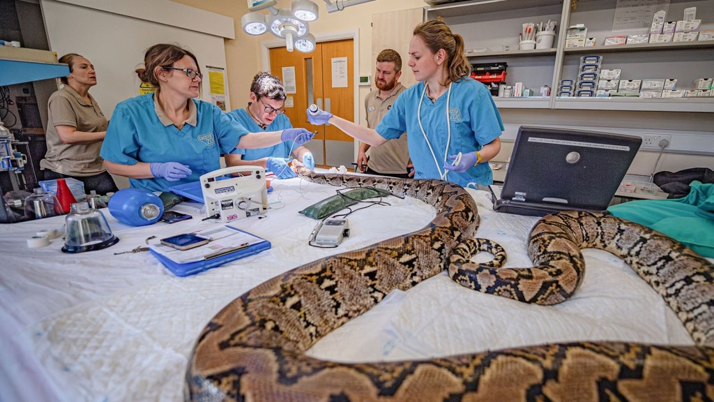 這條蟒蛇體型龐大,手術時必須把2張手術台併在一起。Chester Zoo 這條蟒蛇體型龐大,手術時必須把2張手術台併在一起。Chester Zoo