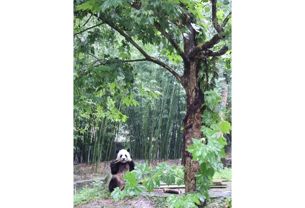 李家超承諾全力作好準備，讓大熊貓能盡早、妥善地送到香港。