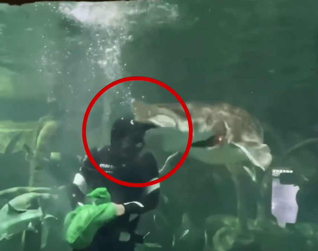 鲟鳇鱼疑似报复，张大口咬了一下潜水员头部。