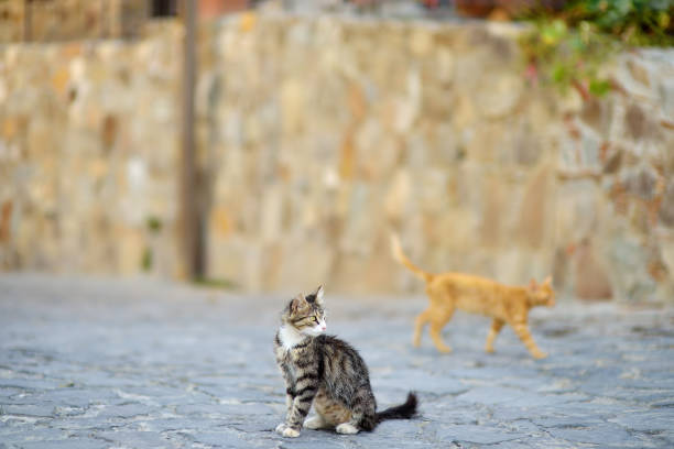 由今年一月至今已超过30万只猫咪染疫死亡。