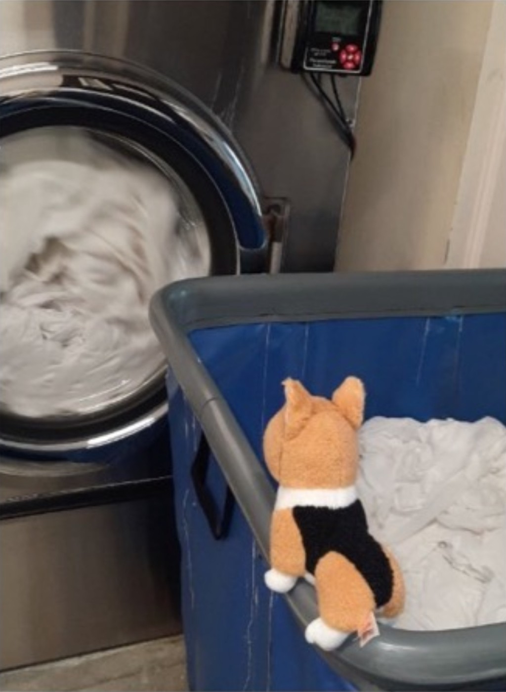 「抱抱小狗」还去洗衣房帮忙洗和叠毛巾。