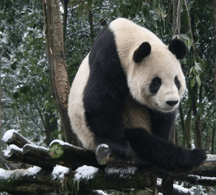 身處上野動物園的「比力」。  新華社