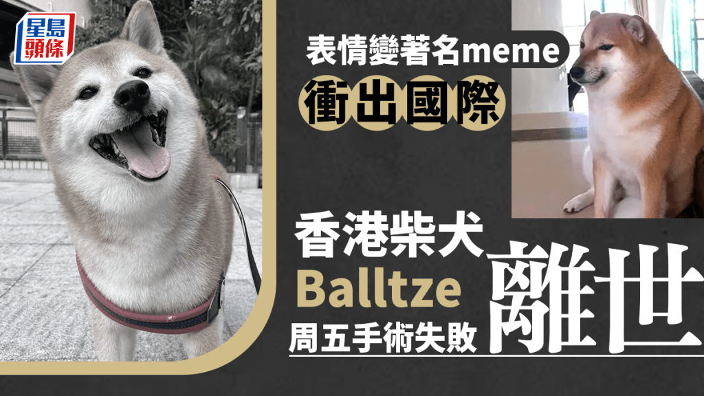 柴犬Balltze不幸在手術中與世長辭,終年12歲,無數網民湧入Instagram留言悼念。