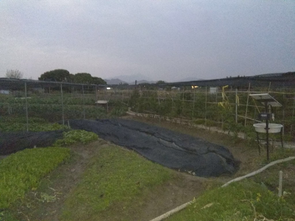 本港菜損失慘重。