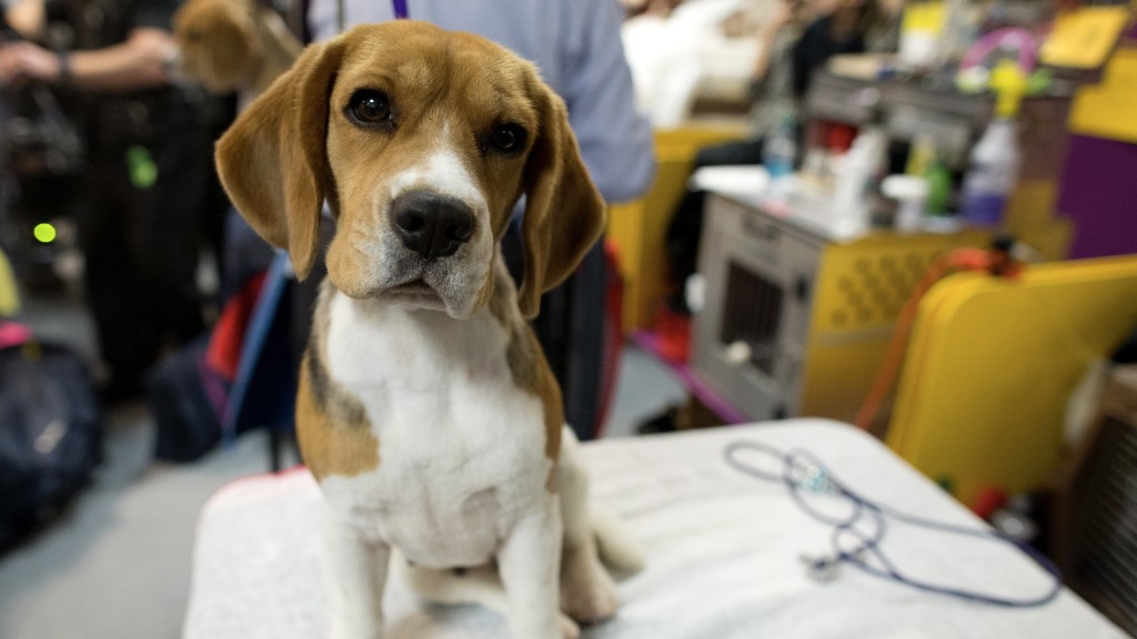 被動物救援組織救出的小獵犬。 美聯社