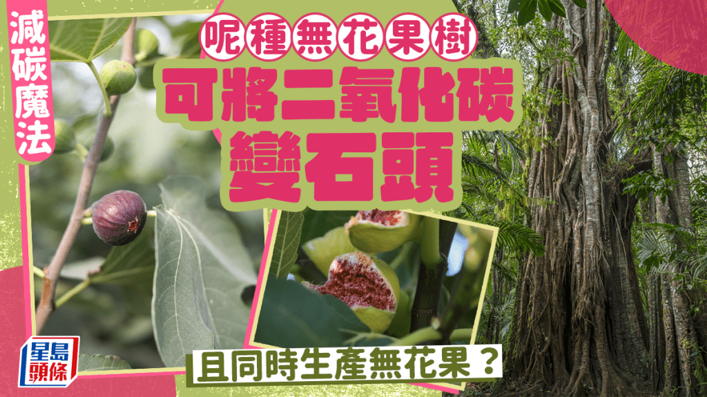 科學家發現無花果樹可將二氧化碳變石頭。 法新社