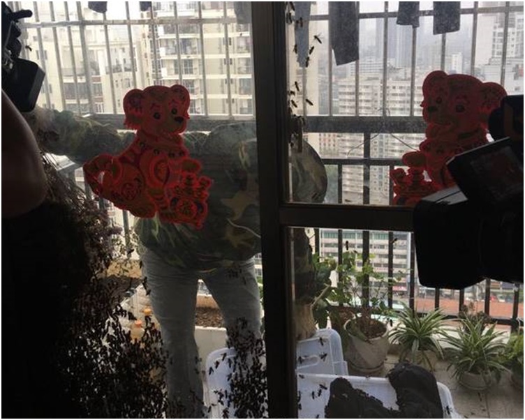 露台上的一件羽绒服几乎都爬满了蜜蜂。