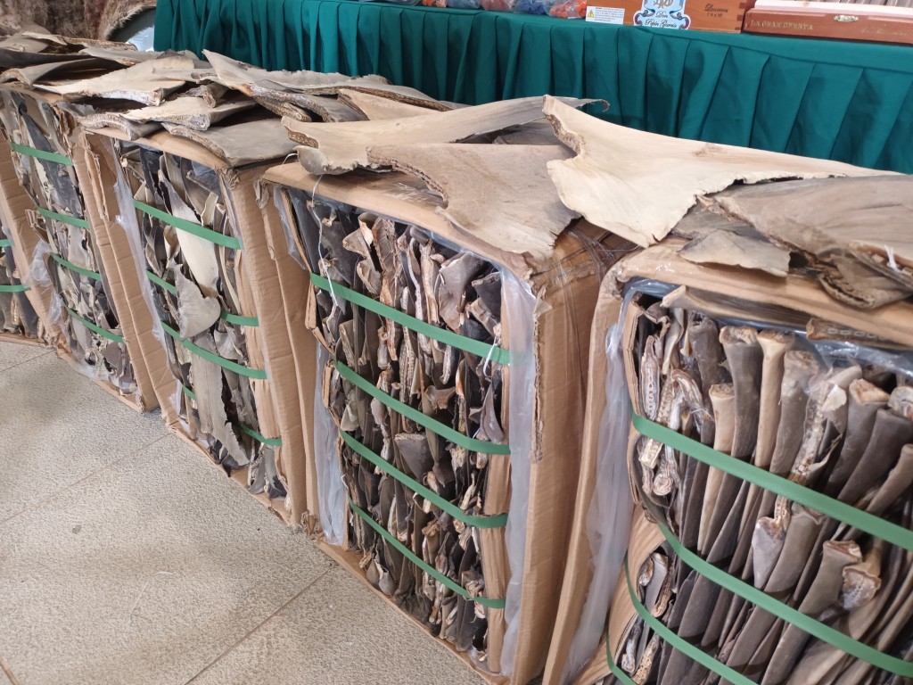 海關於5個貨櫃內檢獲150公噸懷疑走私驢皮。 海關於5個貨櫃內檢獲150公噸懷疑走私驢皮。