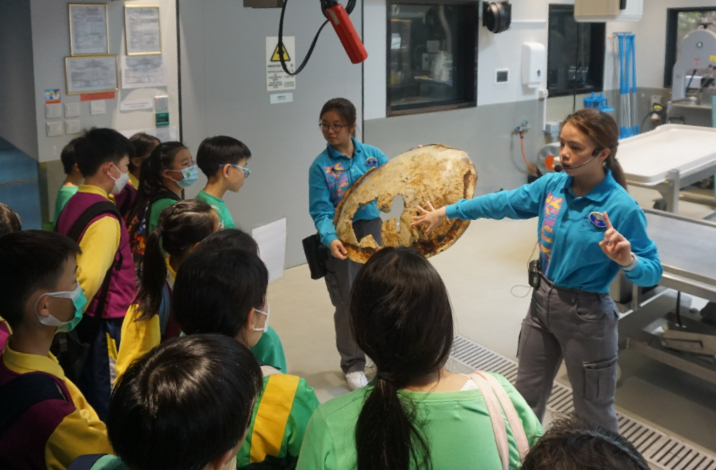海洋公園近年成立香港海洋生物救護及教育中心，學生能在活動中認識綠海龜等本地物種。
