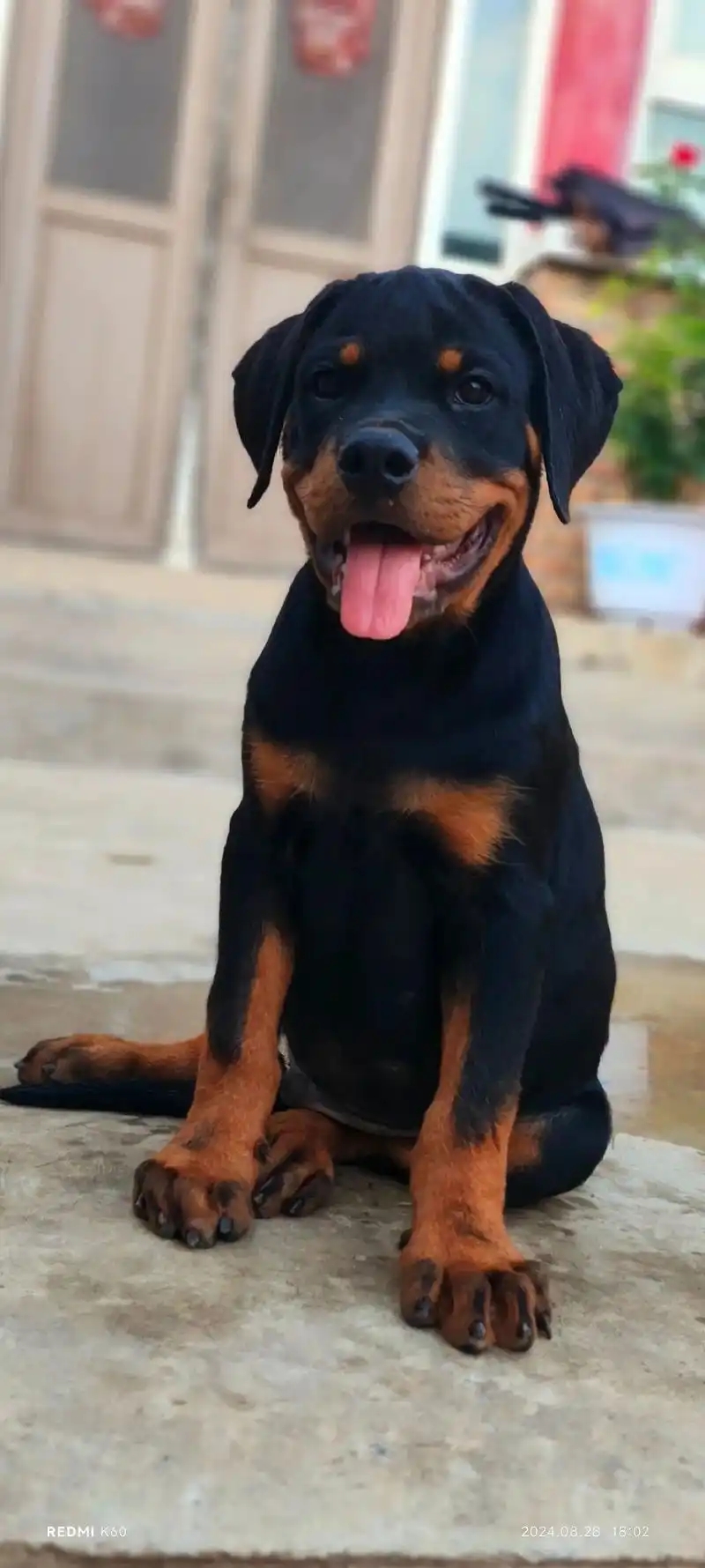 廣州仍禁止飼養羅威納犬等危險犬。 廣州仍禁止飼養羅威納犬等危險犬。