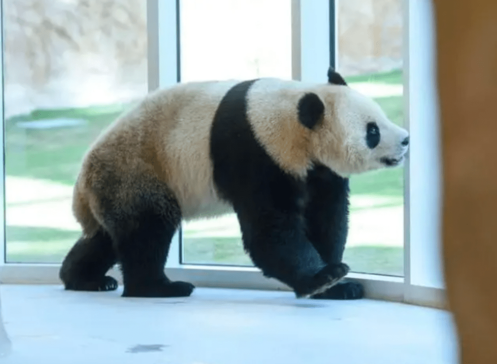 一对大熊猫将旅居卡塔尔15年。网图